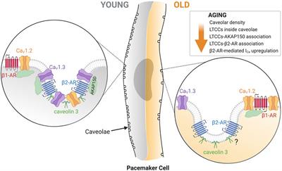 Aging Alters the Formation and Functionality of Signaling Microdomains Between L-type Calcium Channels and β2-Adrenergic Receptors in Cardiac Pacemaker Cells